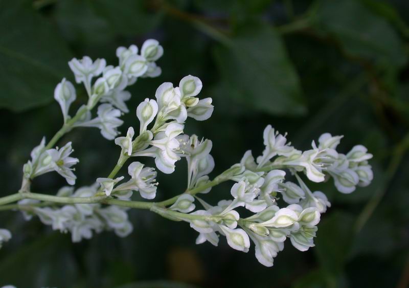 Fallopia baldschuanica (=Fallopia aubertii)  / Poligono del Turkestan